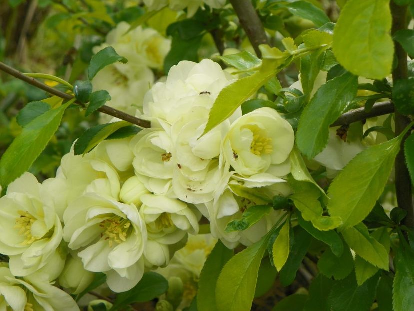 chaenomeles Yukigoten - z-Dobarland 2019