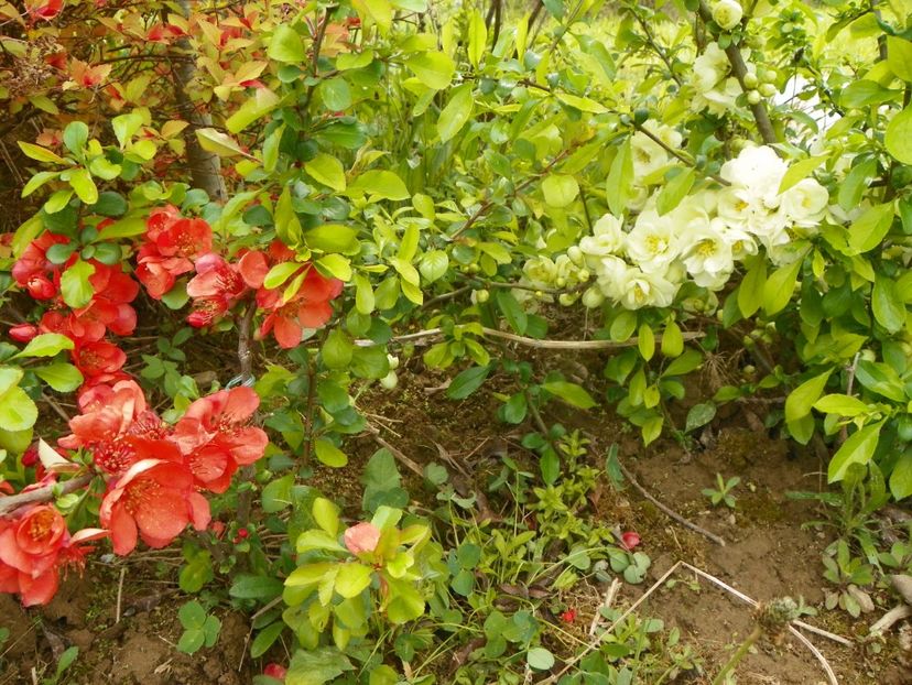 chaenomeles Clementine si Yukigoten - z-Dobarland 2019