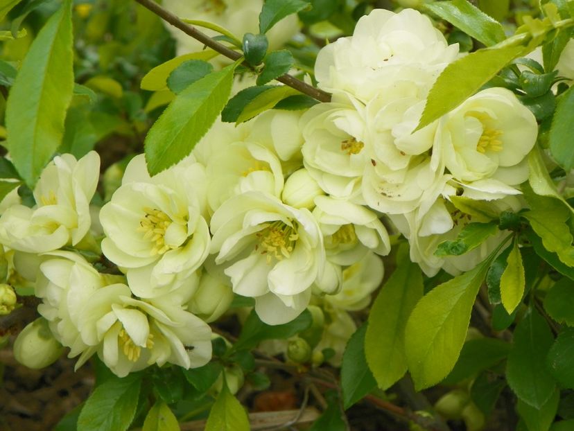 chaenomeles Yukigoten - z-Dobarland 2019