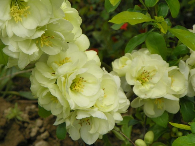 chaenomeles Yukigoten - z-Dobarland 2019