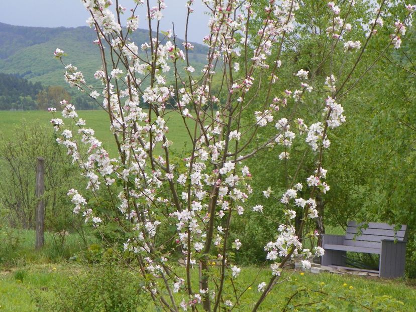 mar Florina - z-Dobarland 2019