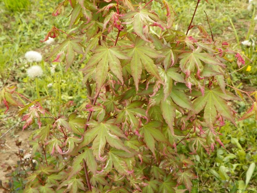 acer palmatum Asahi Zuru - z-Dobarland 2019