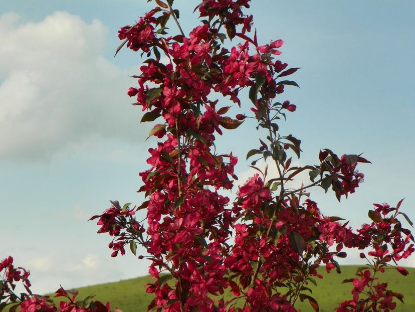 malus Royalty - z-Dobarland 2019