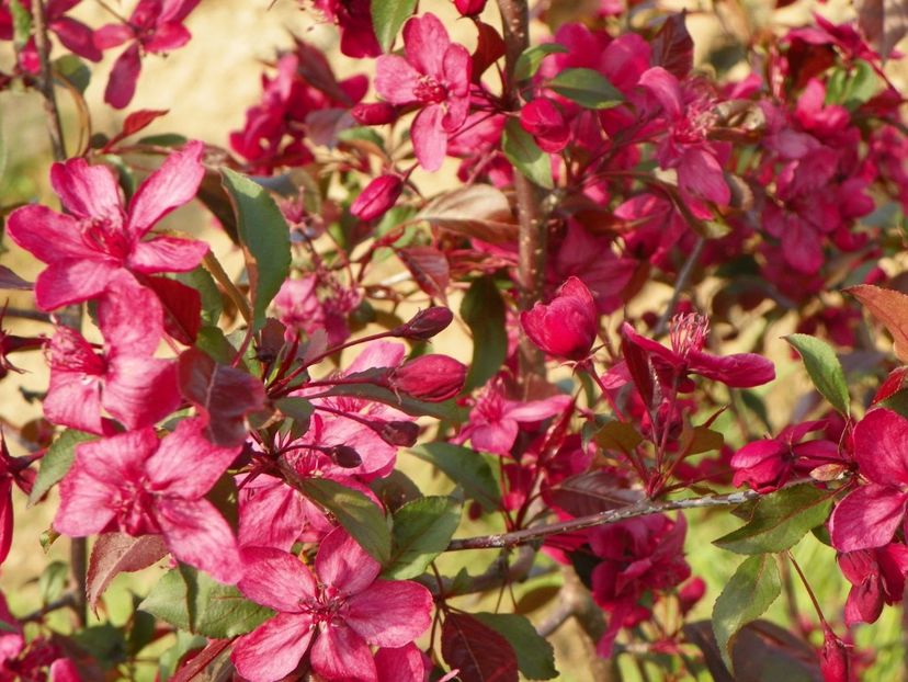 malus Royalty - z-Dobarland 2019