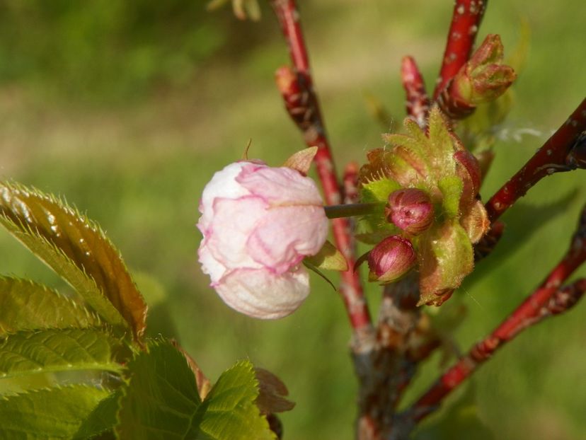 prunus Pink Perfection - z-Dobarland 2019