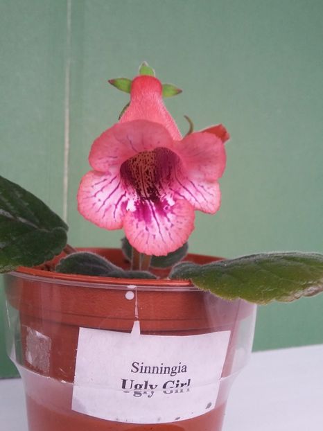 Ugly Girl  (5-05-2019) - Sinningii 2019