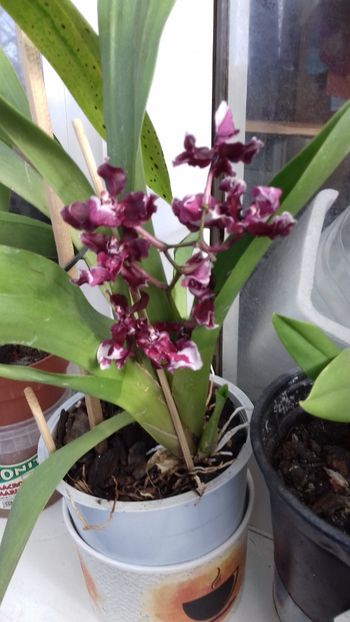  - 003-1 ORHIDEE