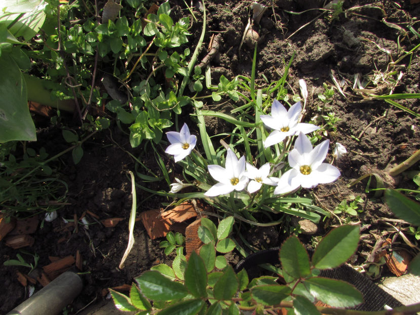  - A A Flori de gradina 1