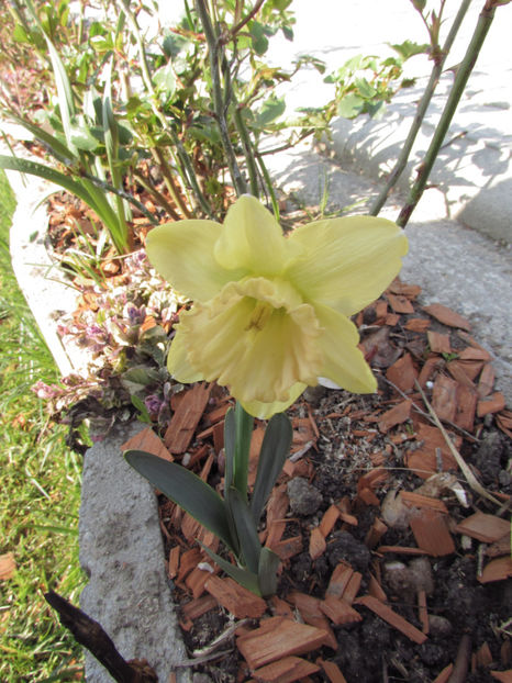  - A A Flori de gradina 1