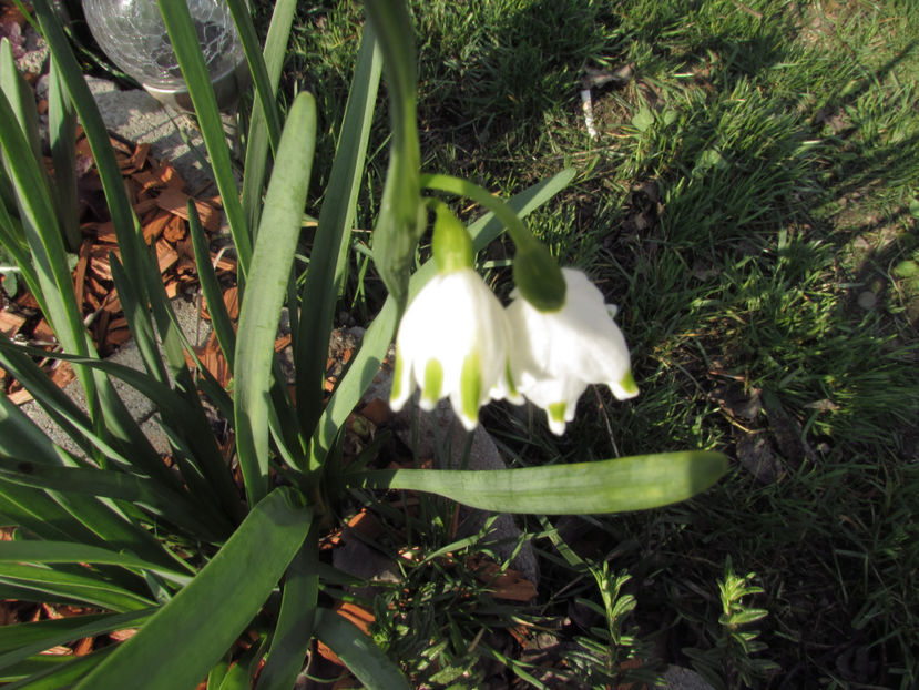  - A A Flori de gradina 1