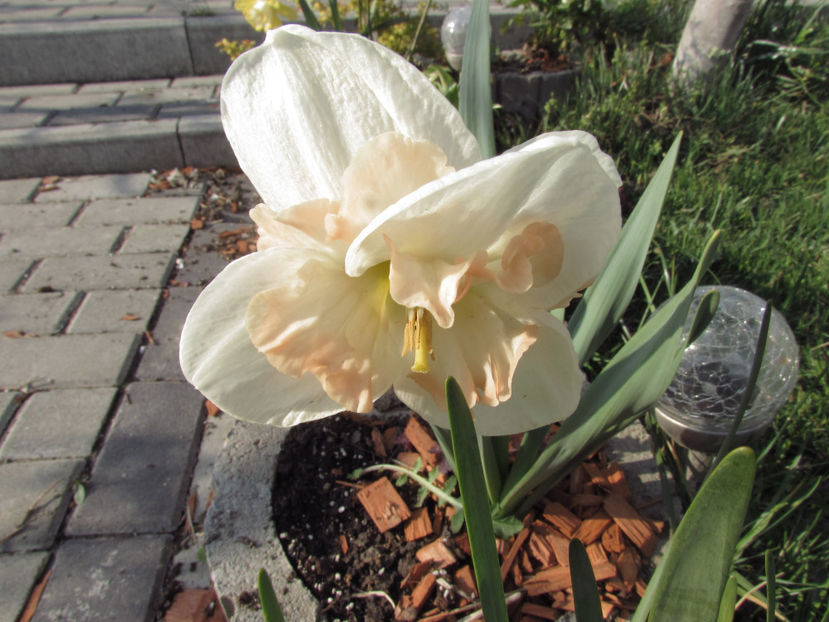  - A A Flori de gradina 1