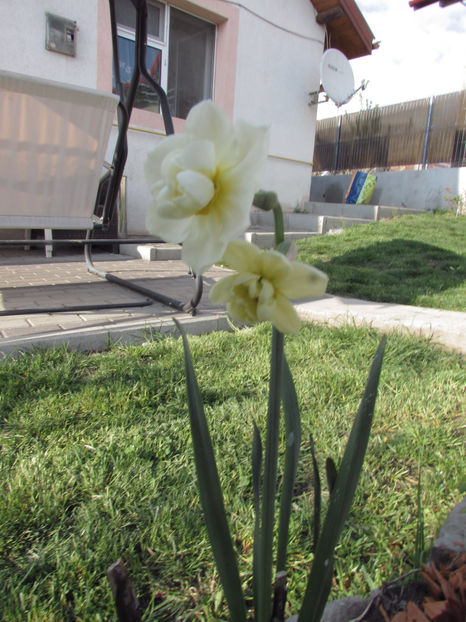  - A A Flori de gradina 1