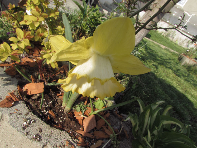  - A A Flori de gradina 1