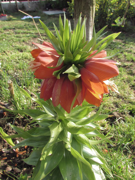  - A A Flori de gradina 1