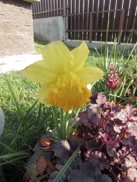  - A A Flori de gradina 1