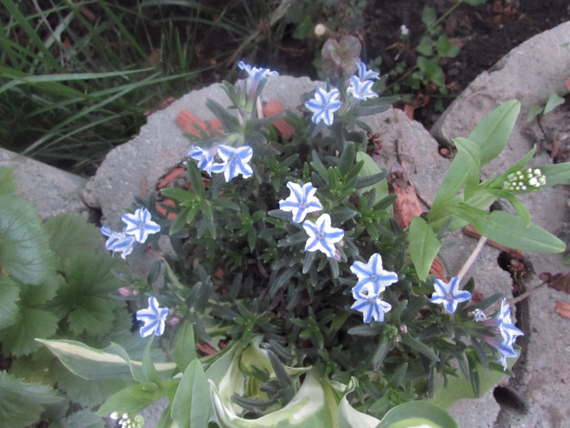  - A A Flori de gradina 1