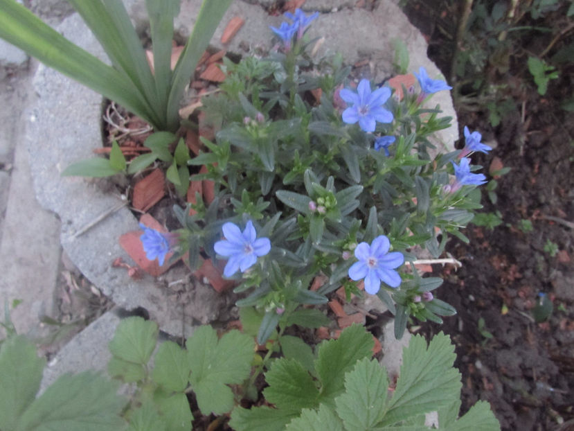  - A A Flori de gradina 1