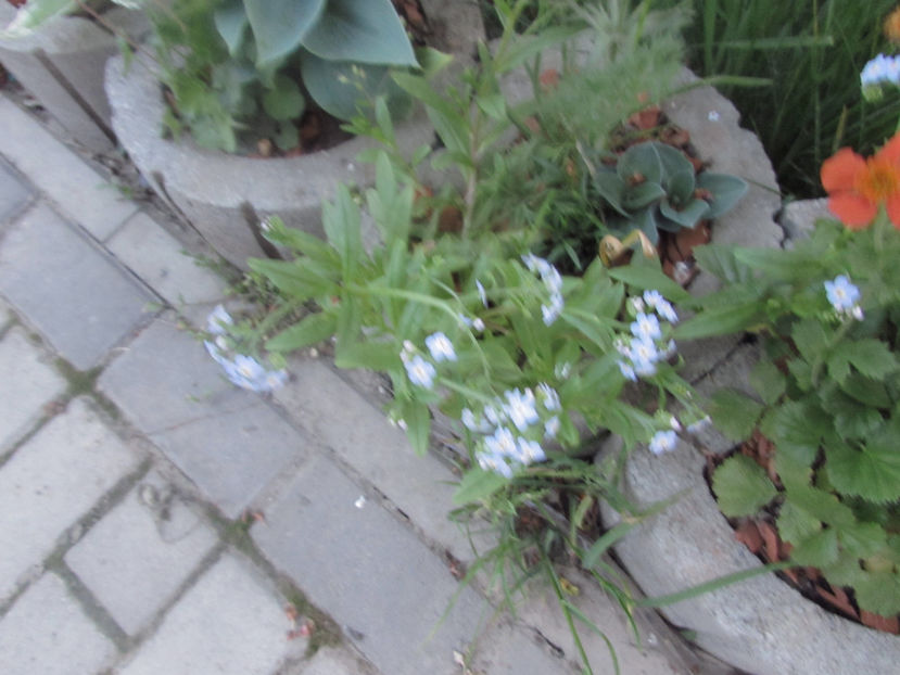  - A A Flori de gradina 1