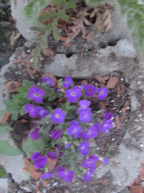  - A A Flori de gradina 1