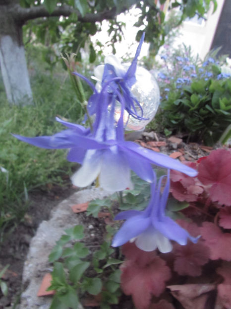  - A A Flori de gradina 1