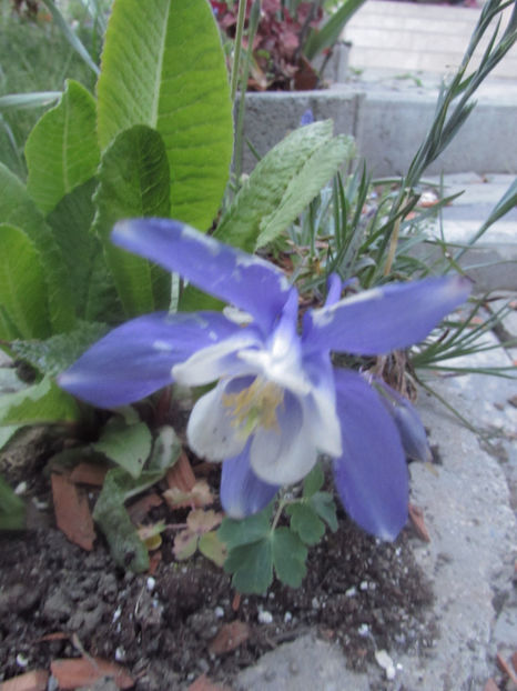  - A A Flori de gradina 1