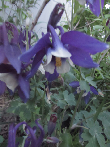  - A A Flori de gradina 1