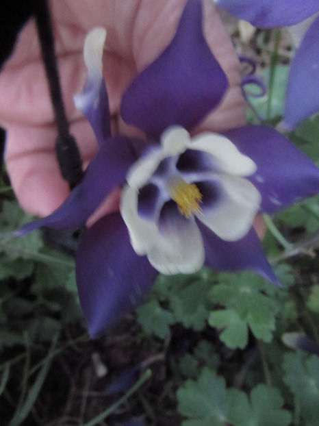  - A A Flori de gradina 1