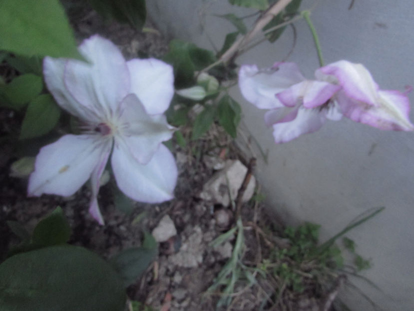  - A A Flori de gradina 1