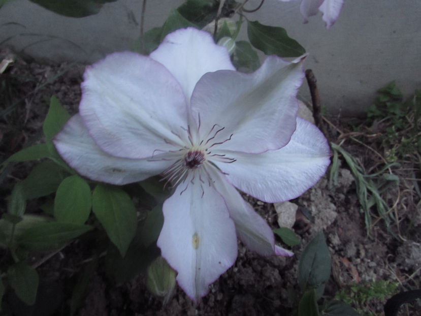  - A A Flori de gradina 1