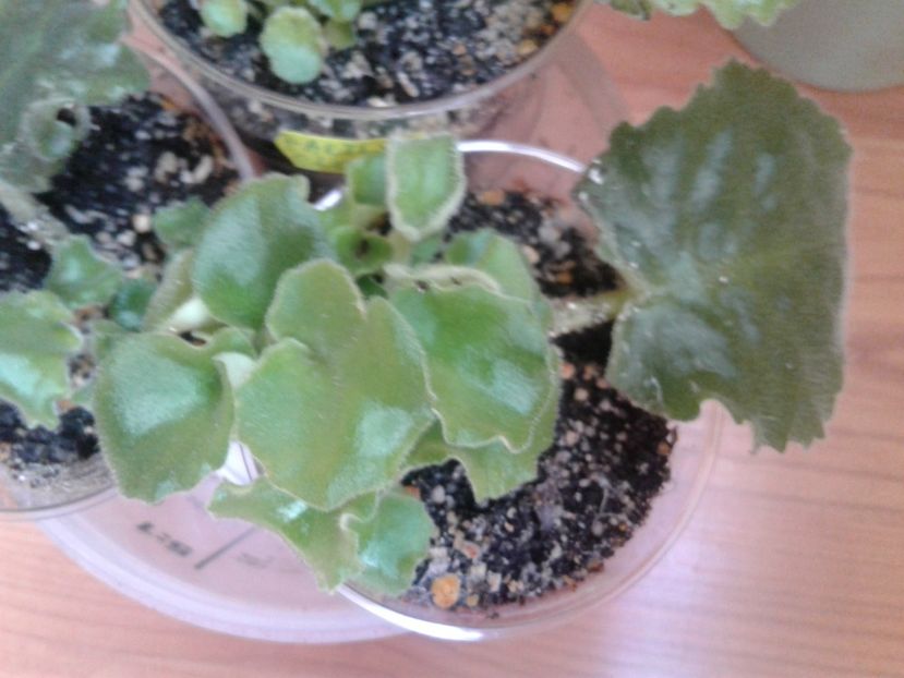 08.09.2018 - RM Rozovye Kudri