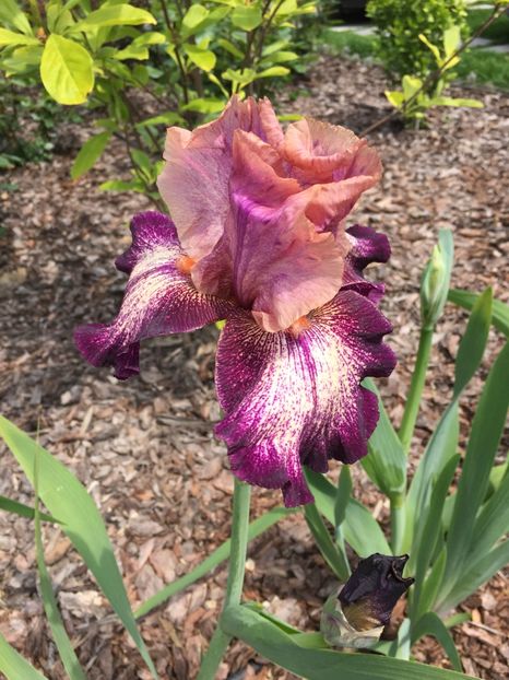 4BB700E6-C9EF-4AFE-B809-82950F7D7FB5 - GRADINA 2019