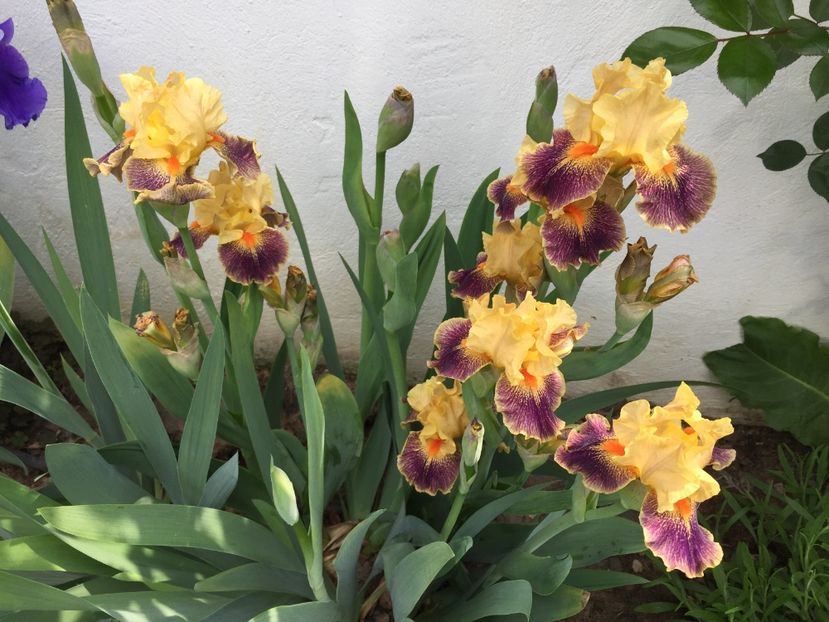 21CC62E0-78AB-4CAC-B4C8-88A58A1BD1F8 - GRADINA 2019