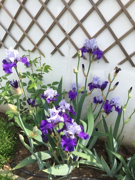 0DD8259A-7B72-4FE6-913E-A79DE356CF4C - GRADINA 2019