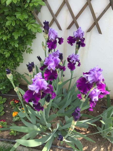 6D2990D8-0E37-48E9-90FA-2E02D8AB7620 - GRADINA 2019