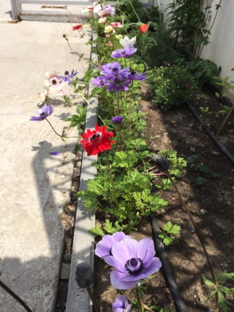 60D74889-545B-4719-9A87-F67D792774EE - GRADINA 2019