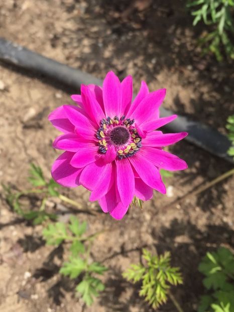 9F586C8F-37E5-4602-AB0D-A00C9EB545F3 - GRADINA 2019