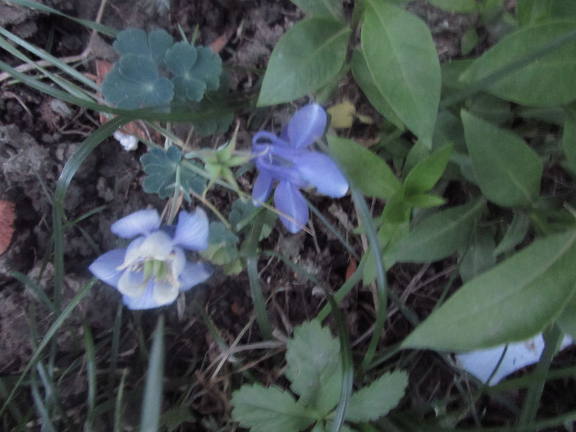  - A A Flori de gradina 1