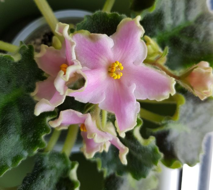 30.04.2019 - RM Rozovye Kudri