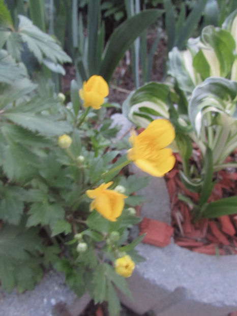  - A A Flori de gradina 1