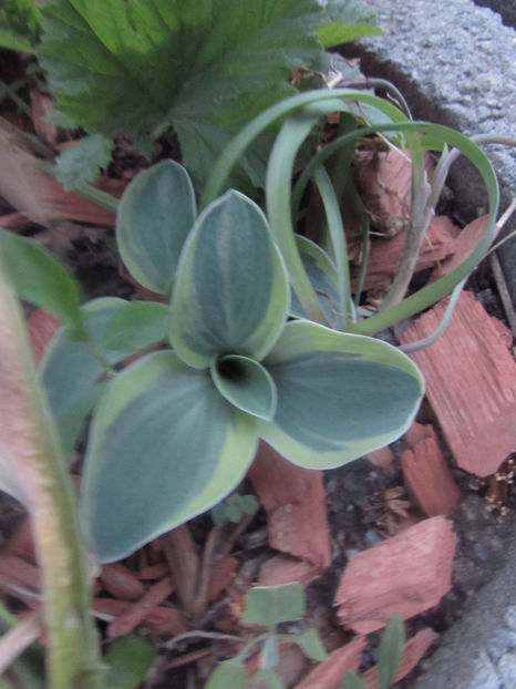  - A A Flori de gradina 1