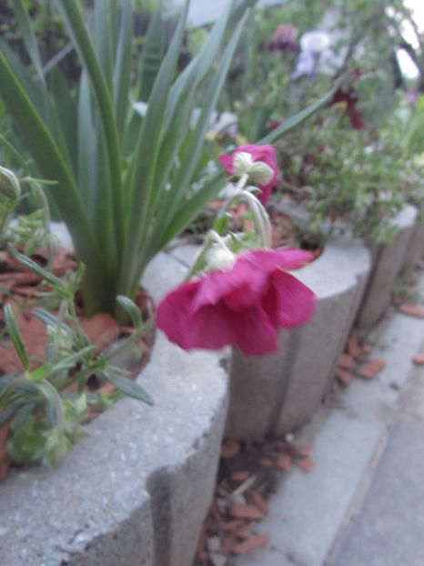  - A A Flori de gradina 1