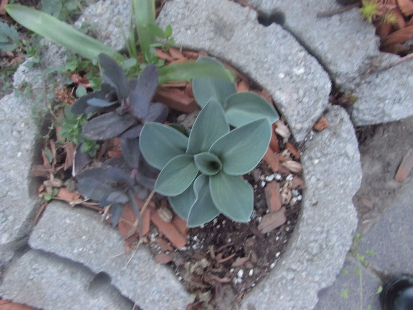  - A A Flori de gradina 1