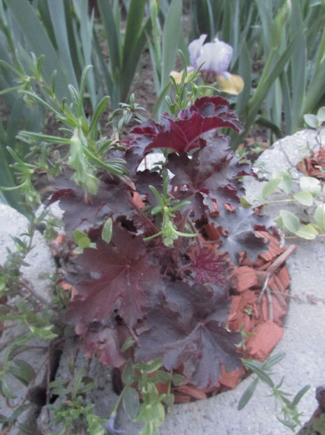  - A A Flori de gradina 1