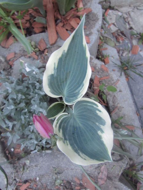  - A A Flori de gradina 1