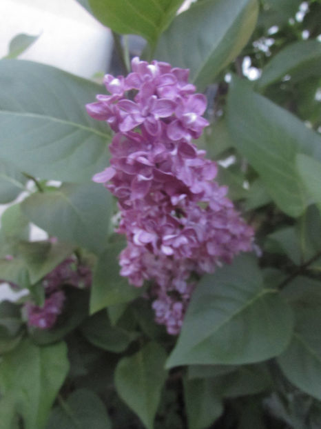  - A A Flori de gradina 1