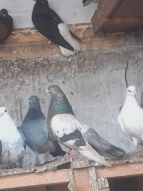 received_1160411067418165 - 9-Dungat Romanesc