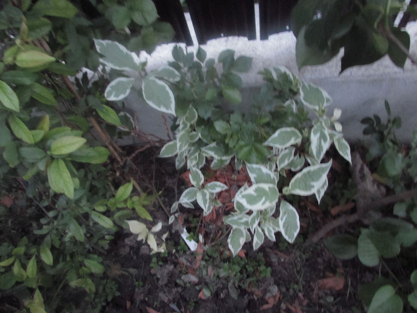  - A A Flori de gradina 1