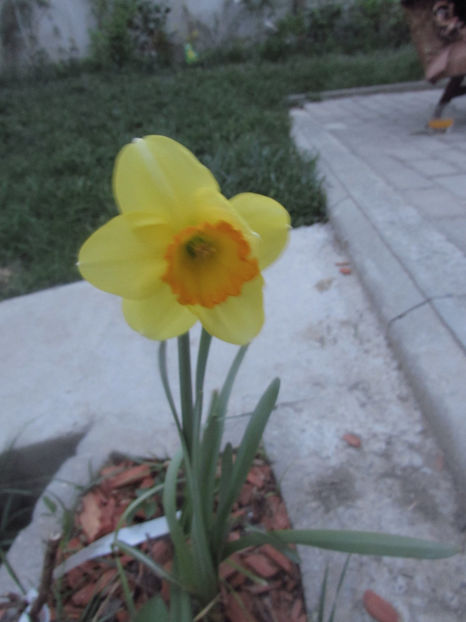  - A A Flori de gradina 1