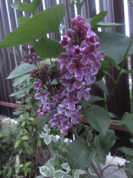  - A A Flori de gradina 1