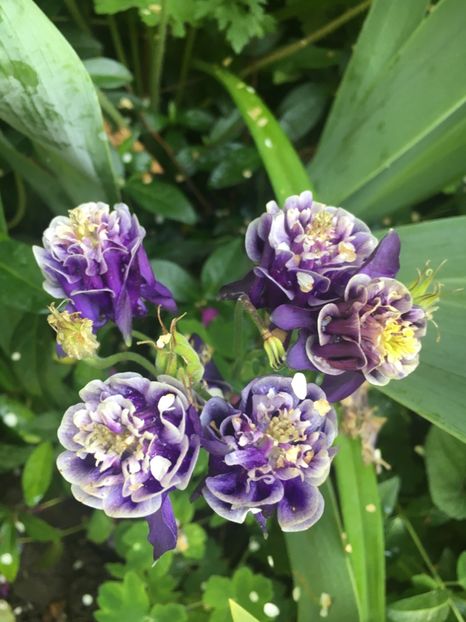 4D8A3017-E9A5-45B5-9B0F-58D0CC9C3B89 - Caldaruse 2019